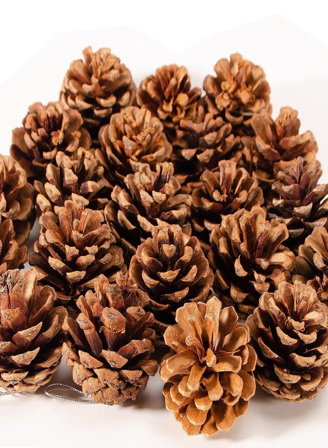 ZYP 24PCS Christmas Natural Pine Cones,Rustic Pinecones with String for Crafts & Decorating Winter Xmax Holidays Vase and Table Bowl Fillers(Dia. 1.57-1.96 Inches) - Image 1